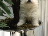 2 Aylık Erkek Pomeranian Teddy Bear